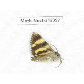Noctuidae sp. China, Tibet, Linzhi, Milin county. 1Pcs. Moth-Noct-212397.