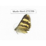Noctuidae sp. China, Tibet, Linzhi, Milin county. 1Pcs. Moth-Noct-212398.