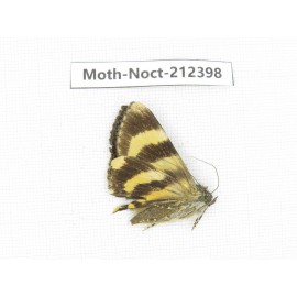 Noctuidae sp. China, Tibet, Linzhi, Milin county. 1Pcs. Moth-Noct-212398.