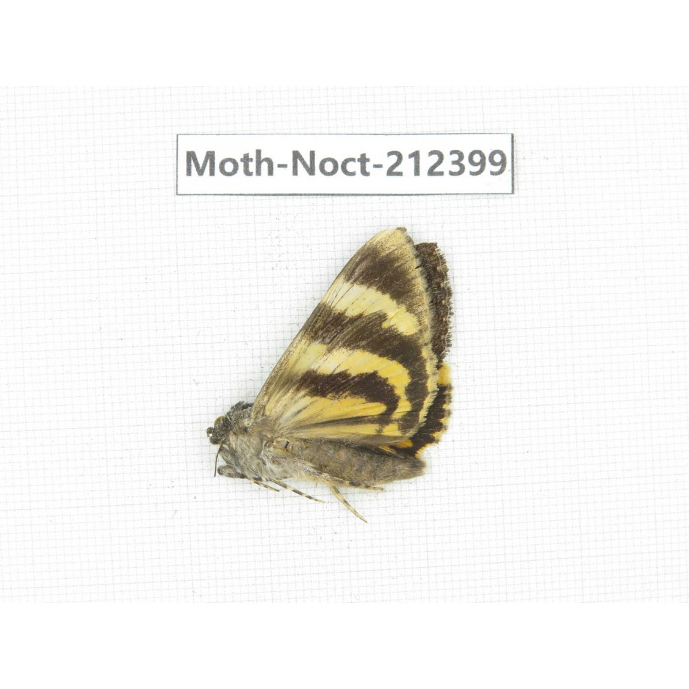 Noctuidae sp. China, Tibet, Linzhi, Milin county. 1Pcs. Moth-Noct-212399.