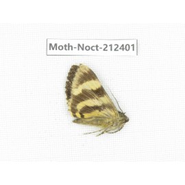 Noctuidae sp. China, Tibet, Linzhi, Milin county. 1Pcs. Moth-Noct-212401.