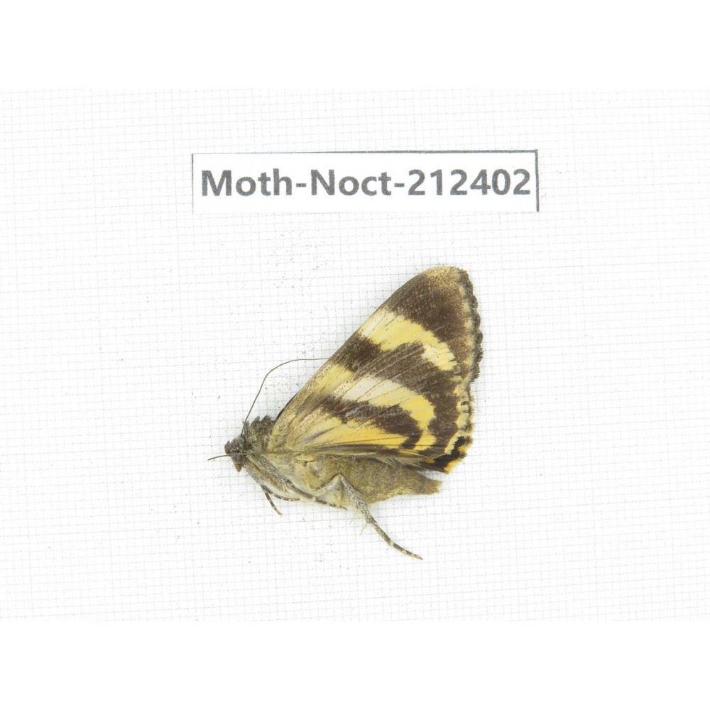 Noctuidae sp. China, Tibet, Linzhi, Milin county. 1Pcs. Moth-Noct-212402.