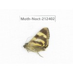 Noctuidae sp. China, Tibet, Linzhi, Milin county. 1Pcs. Moth-Noct-212402.