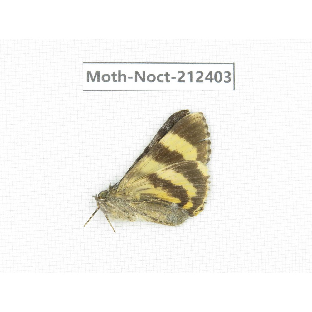 Noctuidae sp. China, Tibet, Linzhi, Milin county. 1Pcs. Moth-Noct-212403.