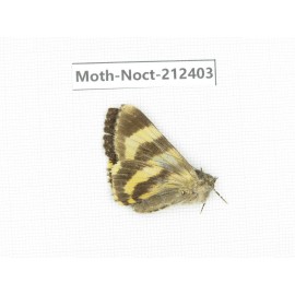 Noctuidae sp. China, Tibet, Linzhi, Milin county. 1Pcs. Moth-Noct-212403.