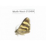 Noctuidae sp. China, Tibet, Linzhi, Milin county. 1Pcs. Moth-Noct-212404.