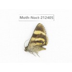 Noctuidae sp. China, Tibet, Linzhi, Milin county. 1Pcs. Moth-Noct-212405.