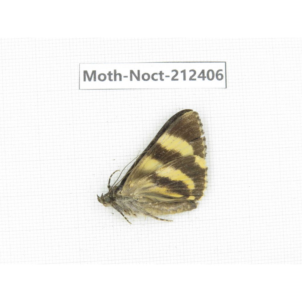 Noctuidae sp. China, Tibet, Linzhi, Milin county. 1Pcs. Moth-Noct-212406.
