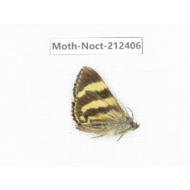 Noctuidae sp. China, Tibet, Linzhi, Milin county. 1Pcs. Moth-Noct-212406.