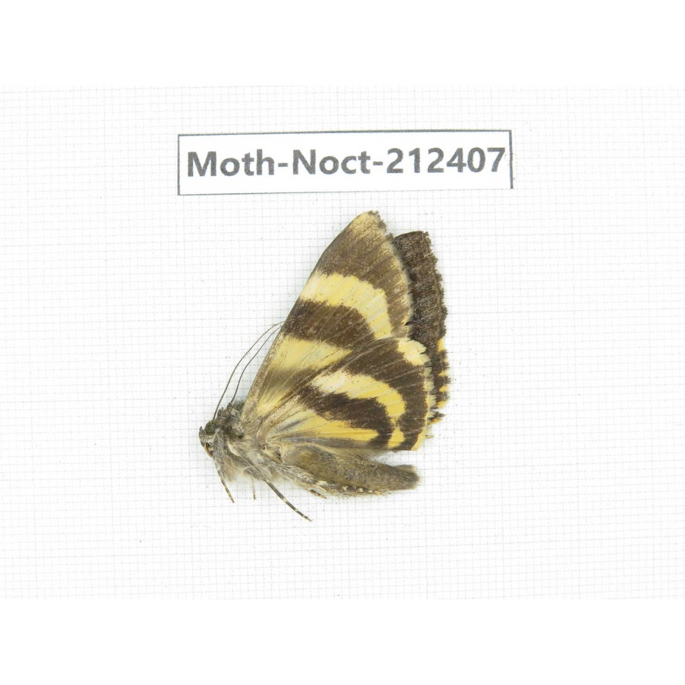 Noctuidae sp. China, Tibet, Linzhi, Milin county. 1Pcs. Moth-Noct-212407.