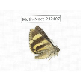 Noctuidae sp. China, Tibet, Linzhi, Milin county. 1Pcs. Moth-Noct-212407.