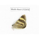 Noctuidae sp. China, Tibet, Linzhi, Milin county. 1Pcs. Moth-Noct-212410.
