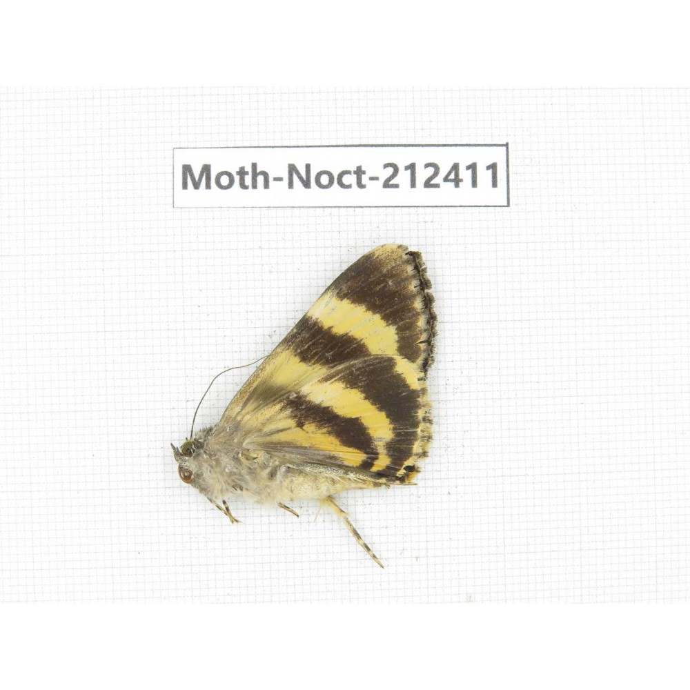 Noctuidae sp. China, Tibet, Linzhi, Milin county. 1Pcs. Moth-Noct-212411.