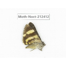Noctuidae sp. China, Tibet, Linzhi, Milin county. 1Pcs. Moth-Noct-212412.