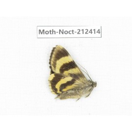 Noctuidae sp. China, Tibet, Linzhi, Milin county. 1Pcs. Moth-Noct-212414.