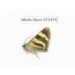 Noctuidae sp. China, Tibet, Linzhi, Milin county. 1Pcs. Moth-Noct-212415.