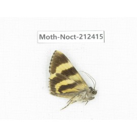 Noctuidae sp. China, Tibet, Linzhi, Milin county. 1Pcs. Moth-Noct-212415.