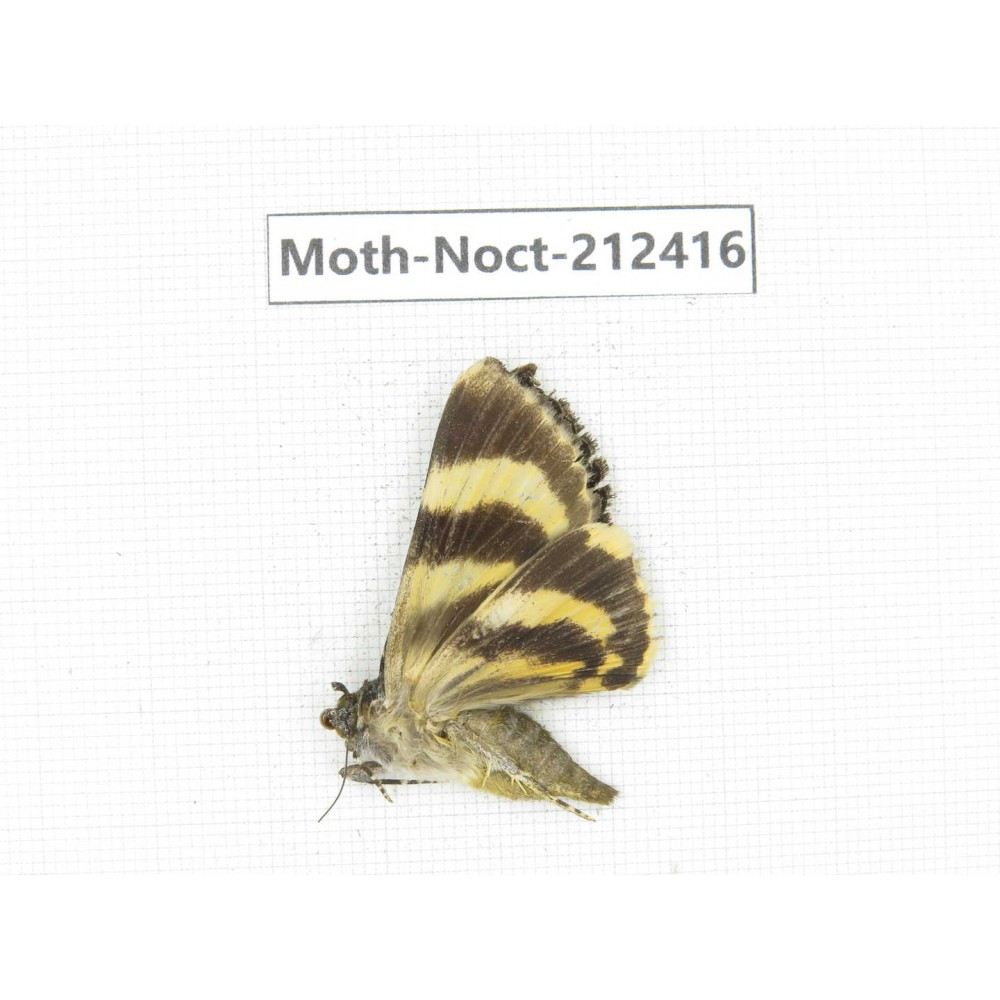 Noctuidae sp. China, Tibet, Linzhi, Milin county. 1Pcs. Moth-Noct-212416.