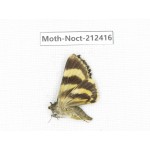 Noctuidae sp. China, Tibet, Linzhi, Milin county. 1Pcs. Moth-Noct-212416.