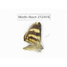 Noctuidae sp. China, Tibet, Linzhi, Milin county. 1Pcs. Moth-Noct-212416.