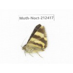 Noctuidae sp. China, Tibet, Linzhi, Milin county. 1Pcs. Moth-Noct-212417.