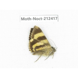 Noctuidae sp. China, Tibet, Linzhi, Milin county. 1Pcs. Moth-Noct-212417.