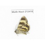 Noctuidae sp. China, Tibet, Linzhi, Milin county. 1Pcs. Moth-Noct-212418.