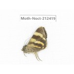 Noctuidae sp. China, Tibet, Linzhi, Milin county. 1Pcs. Moth-Noct-212419.