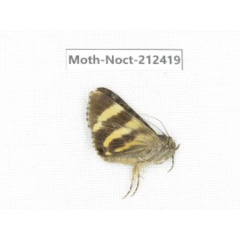 Noctuidae sp. China, Tibet, Linzhi, Milin county. 1Pcs. Moth-Noct-212419.
