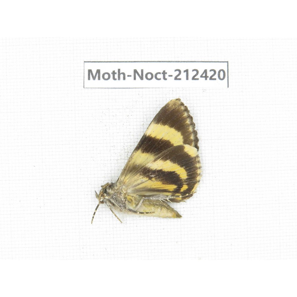 Noctuidae sp. China, Tibet, Linzhi, Milin county. 1Pcs. Moth-Noct-212420.