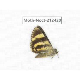 Noctuidae sp. China, Tibet, Linzhi, Milin county. 1Pcs. Moth-Noct-212420.
