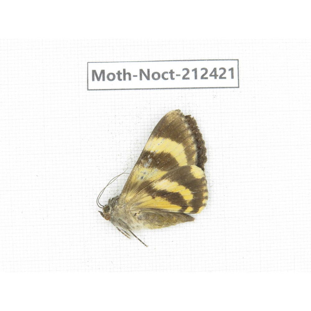 Noctuidae sp. China, Tibet, Linzhi, Milin county. 1Pcs. Moth-Noct-212421.