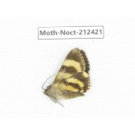 Noctuidae sp. China, Tibet, Linzhi, Milin county. 1Pcs. Moth-Noct-212421.