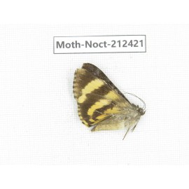 Noctuidae sp. China, Tibet, Linzhi, Milin county. 1Pcs. Moth-Noct-212421.