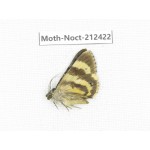 Noctuidae sp. China, Tibet, Linzhi, Milin county. 1Pcs. Moth-Noct-212422.
