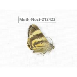 Noctuidae sp. China, Tibet, Linzhi, Milin county. 1Pcs. Moth-Noct-212422.