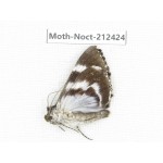 Noctuidae sp. China, Tibet, Linzhi, Milin county. 1Pcs. Moth-Noct-212424.