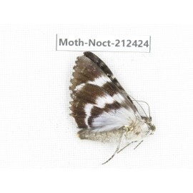 Noctuidae sp. China, Tibet, Linzhi, Milin county. 1Pcs. Moth-Noct-212424.
