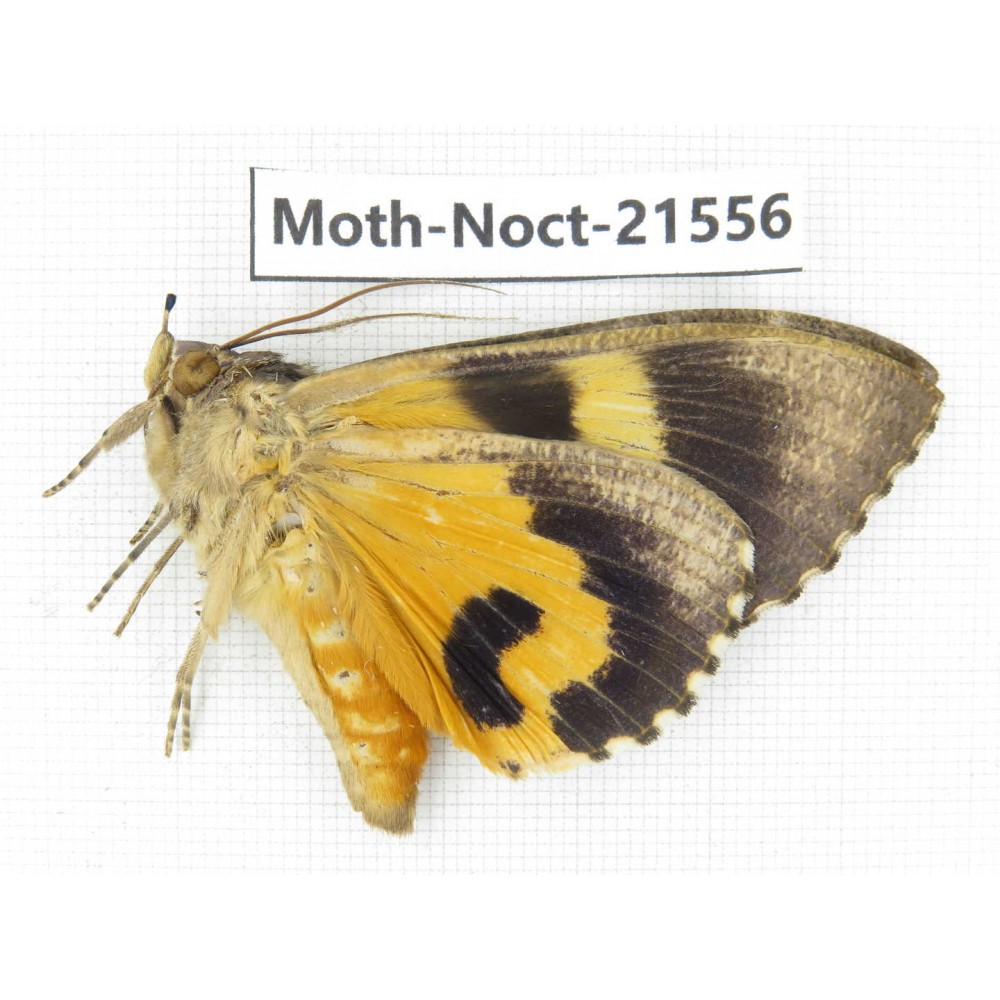 Noctuidae sp. China, Tibet, Xigaze, Dingjie county, Chentang valley. 1Pcs. Moth-Noct-21556.