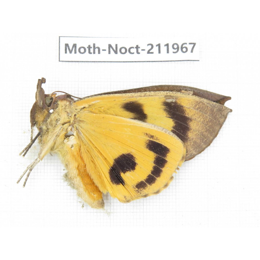Noctuidae sp. China, Yunnan, Dali, S of Mt.Cangshan. 1Pcs. Moth-Noct-211967.