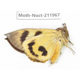 Noctuidae sp. China, Yunnan, Dali, S of Mt.Cangshan. 1Pcs. Moth-Noct-211967.