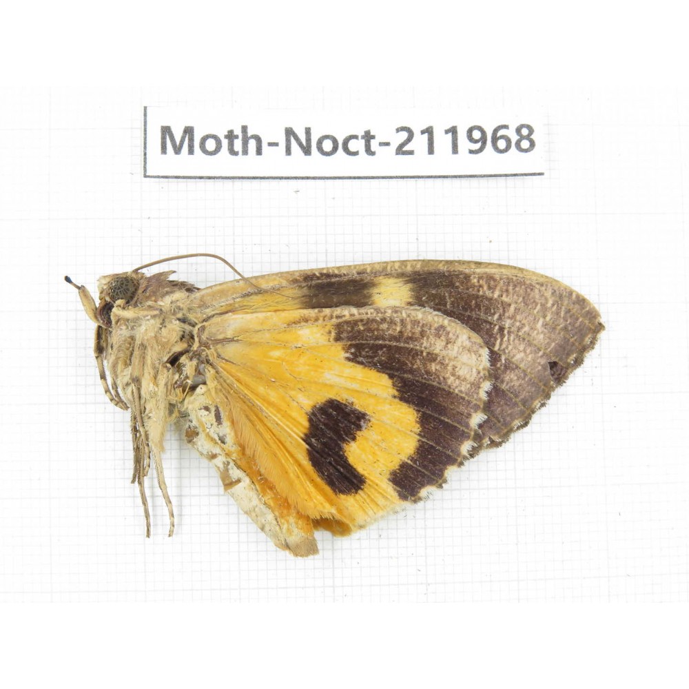 Noctuidae sp. China, Yunnan, Dali, S of Mt.Cangshan. 1Pcs. Moth-Noct-211968.