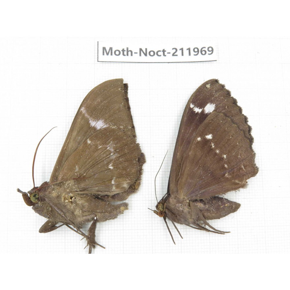 Noctuidae sp. China, Yunnan, Dali, S of Mt.Cangshan. 2Pcs. Moth-Noct-211969.