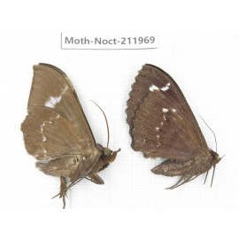 Noctuidae sp. China, Yunnan, Dali, S of Mt.Cangshan. 2Pcs. Moth-Noct-211969.