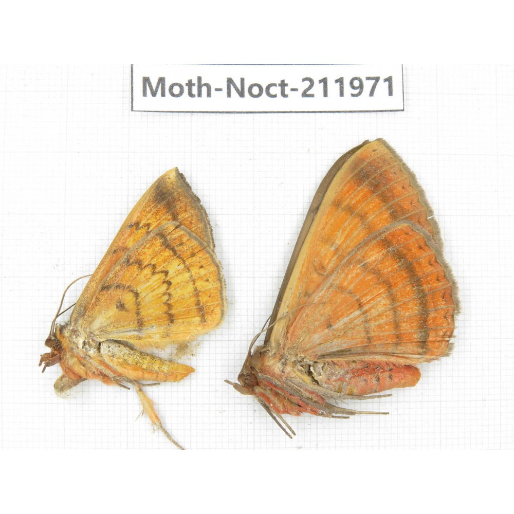 Noctuidae sp. China, Yunnan, Dali, S of Mt.Cangshan. 2Pcs. Moth-Noct-211971.