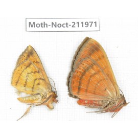 Noctuidae sp. China, Yunnan, Dali, S of Mt.Cangshan. 2Pcs. Moth-Noct-211971.