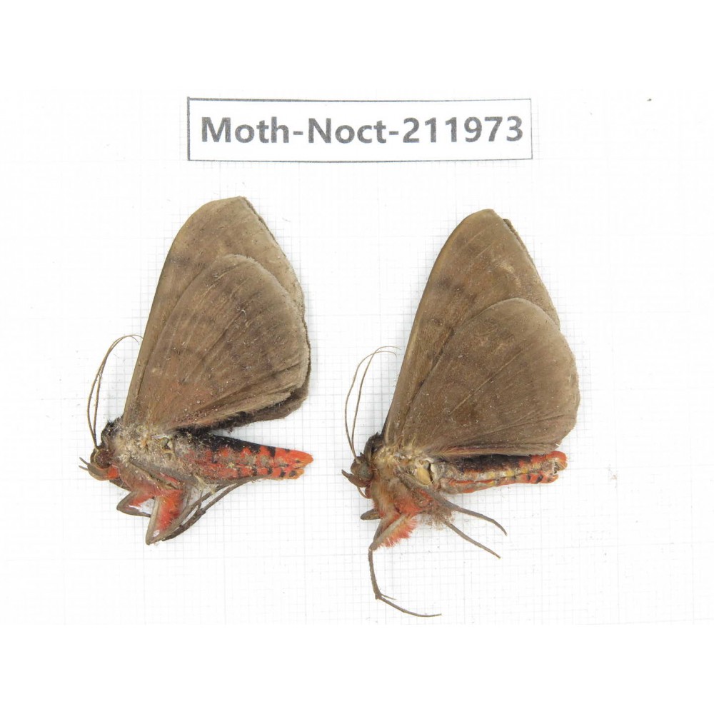 Noctuidae sp. China, Yunnan, Dali, S of Mt.Cangshan. 2Pcs. Moth-Noct-211973.