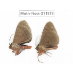 Noctuidae sp. China, Yunnan, Dali, S of Mt.Cangshan. 2Pcs. Moth-Noct-211973.