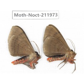Noctuidae sp. China, Yunnan, Dali, S of Mt.Cangshan. 2Pcs. Moth-Noct-211973.