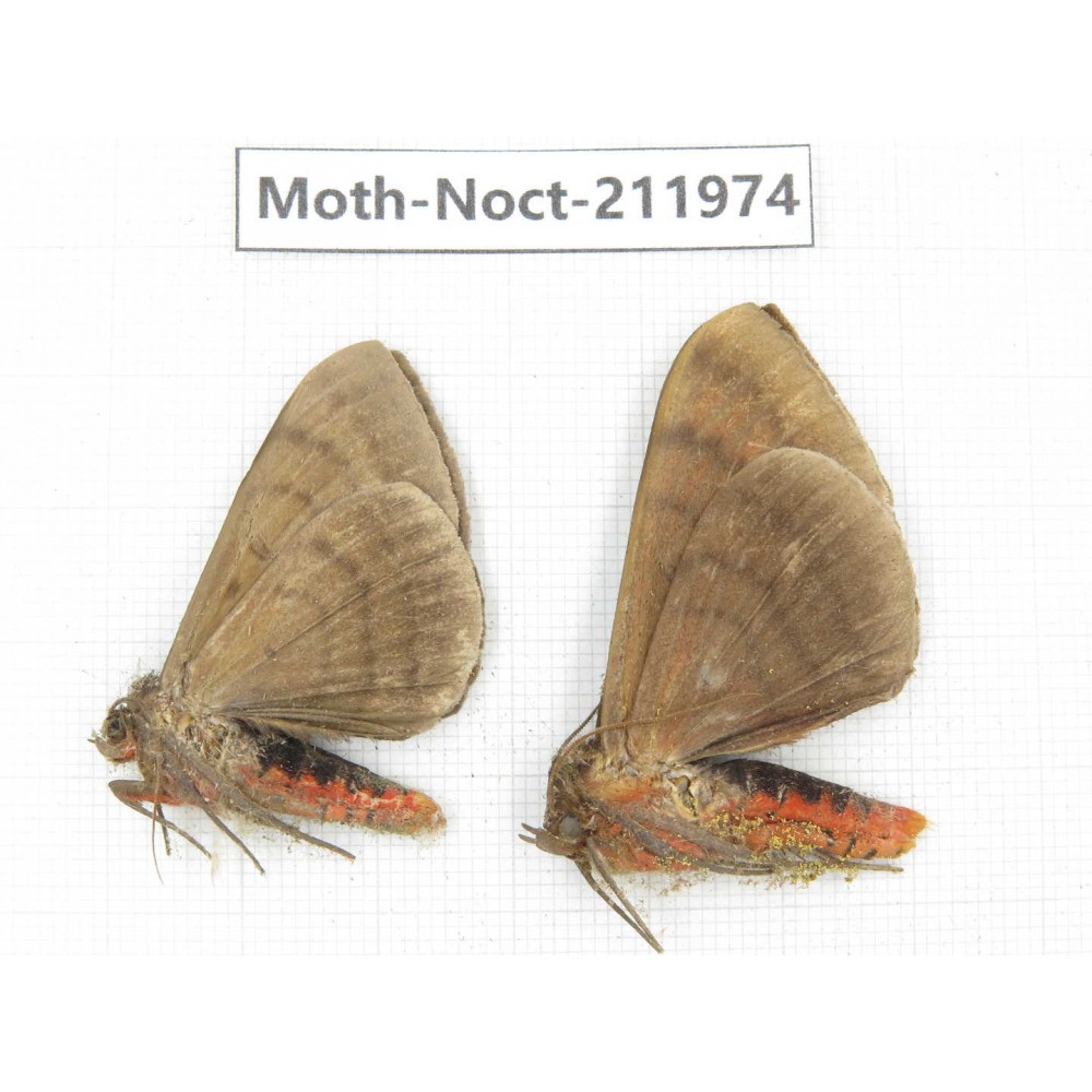 Noctuidae sp. China, Yunnan, Dali, S of Mt.Cangshan. 2Pcs. Moth-Noct-211974.